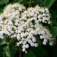 American Elderberry